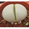 Argyroderma framesii - Seed
